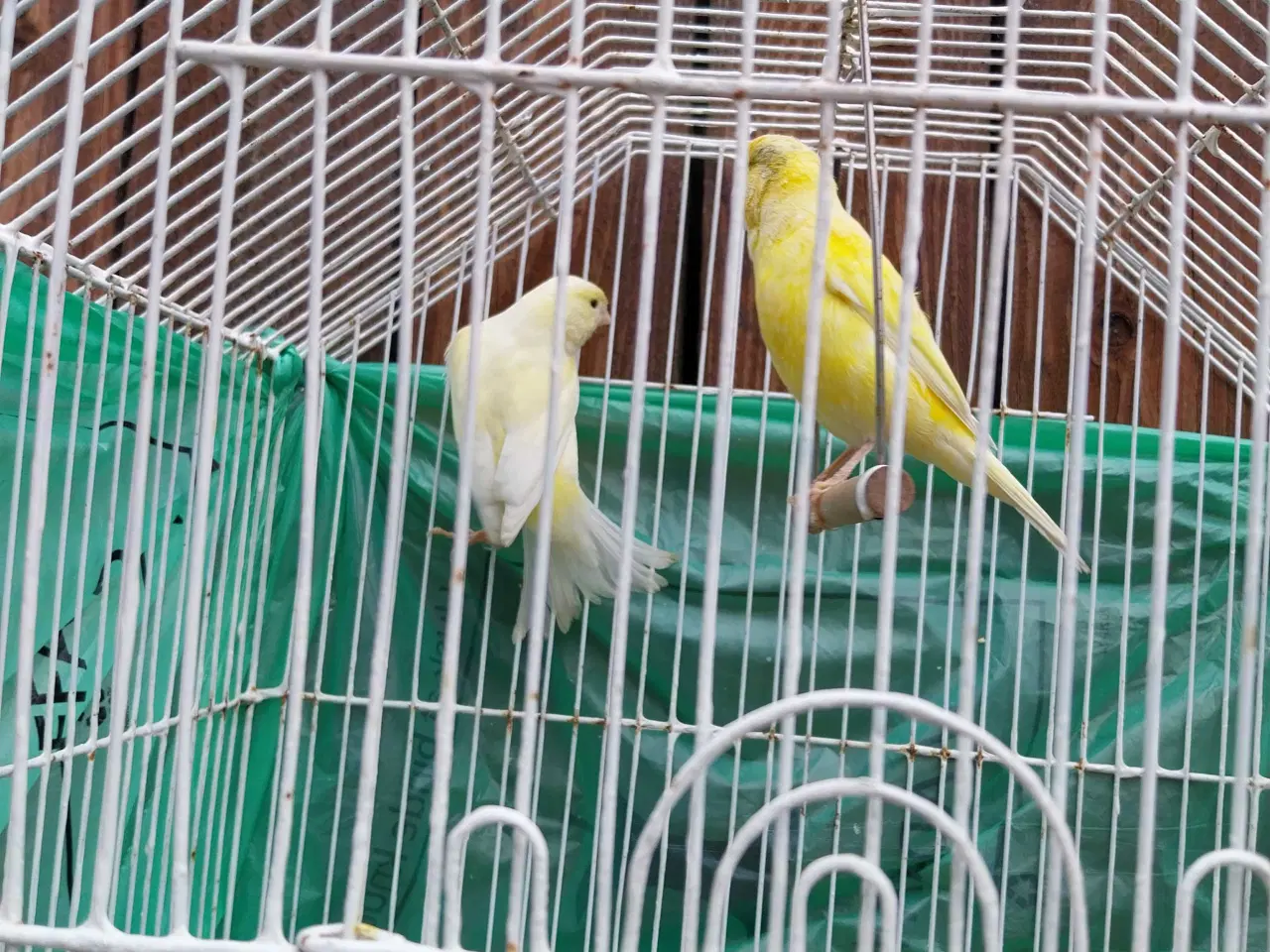 Billede 2 - 2 stk kanariefugle