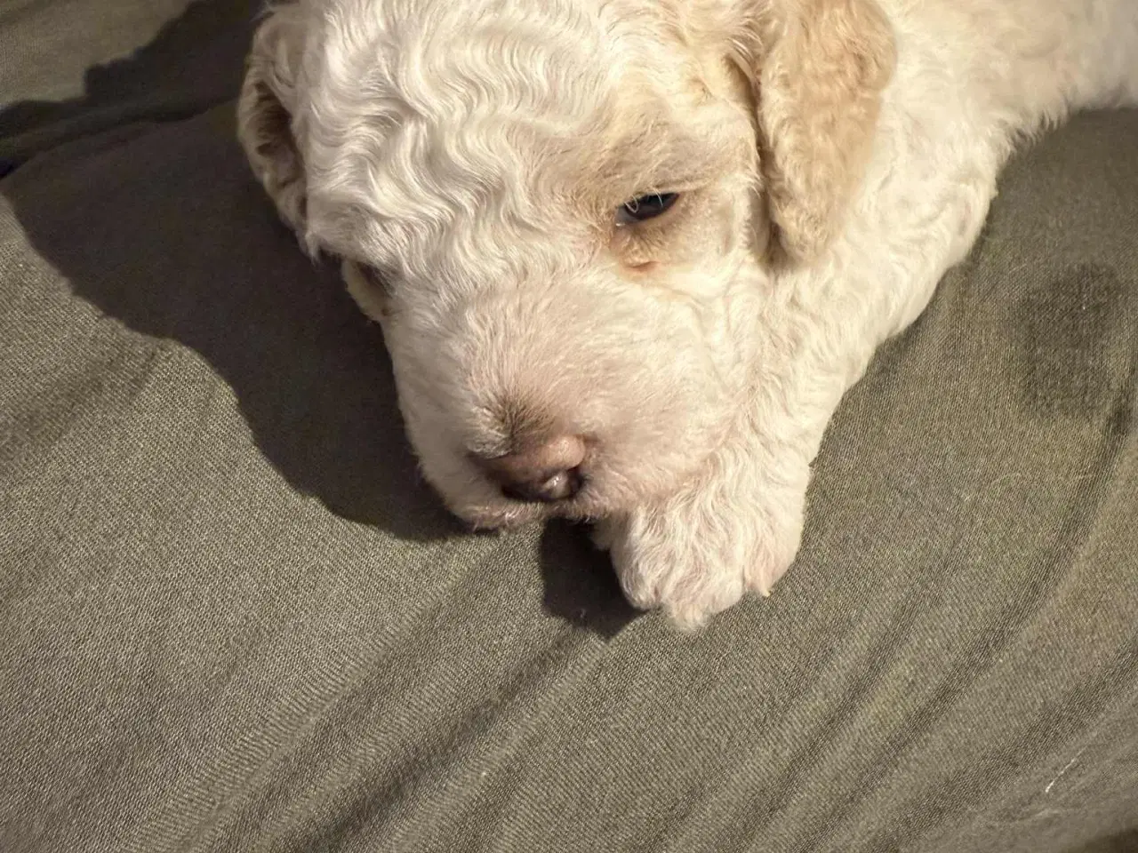 Billede 14 - Labradoodle hvalpe