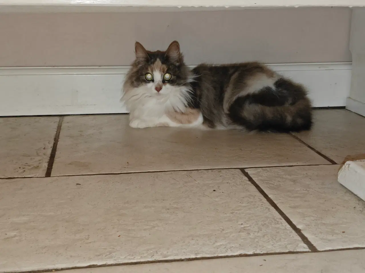 Billede 9 - Racekatte x