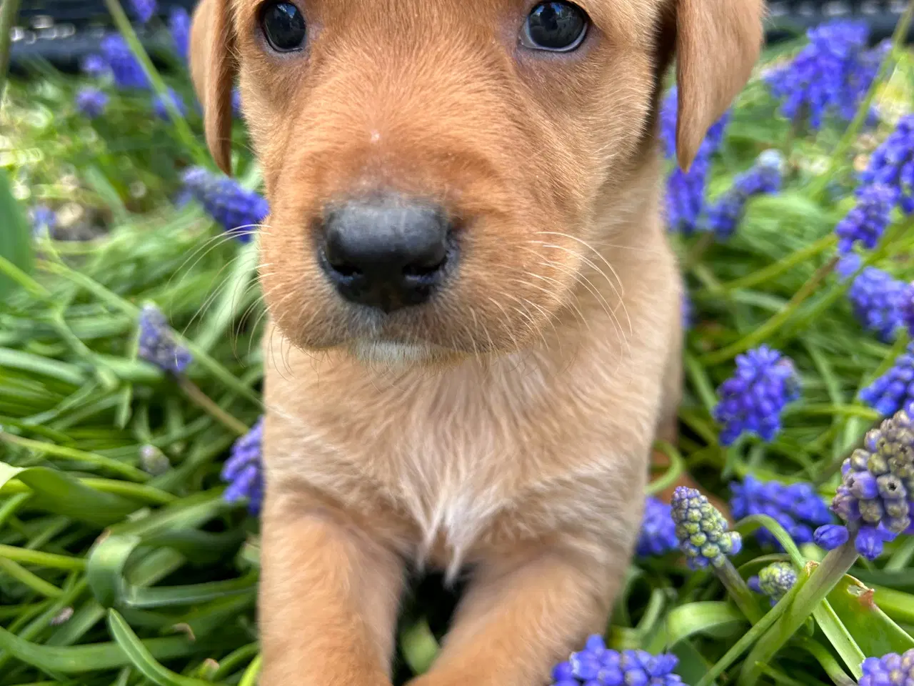 Billede 4 - Racerene RED FOX labrador af bedste familliehunde 