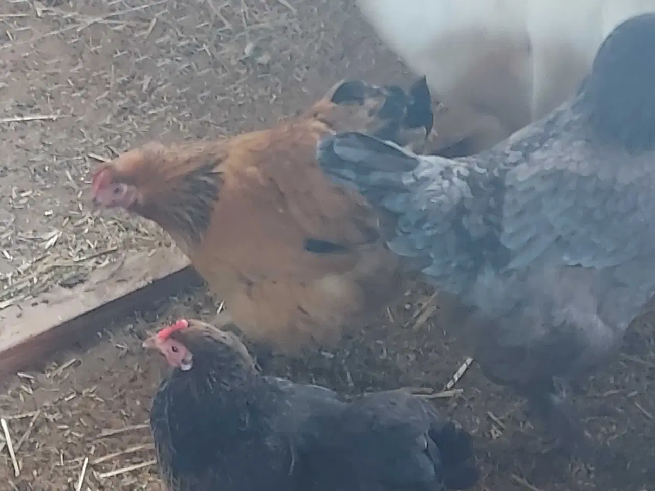Billede 3 - Dværg og silkehøns