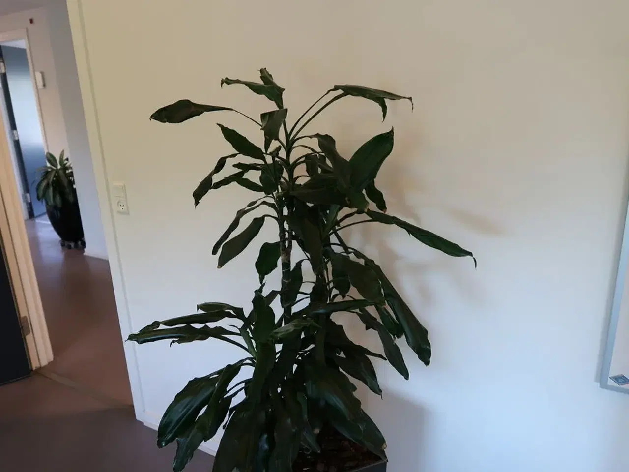 Billede 3 - Plante i krukke