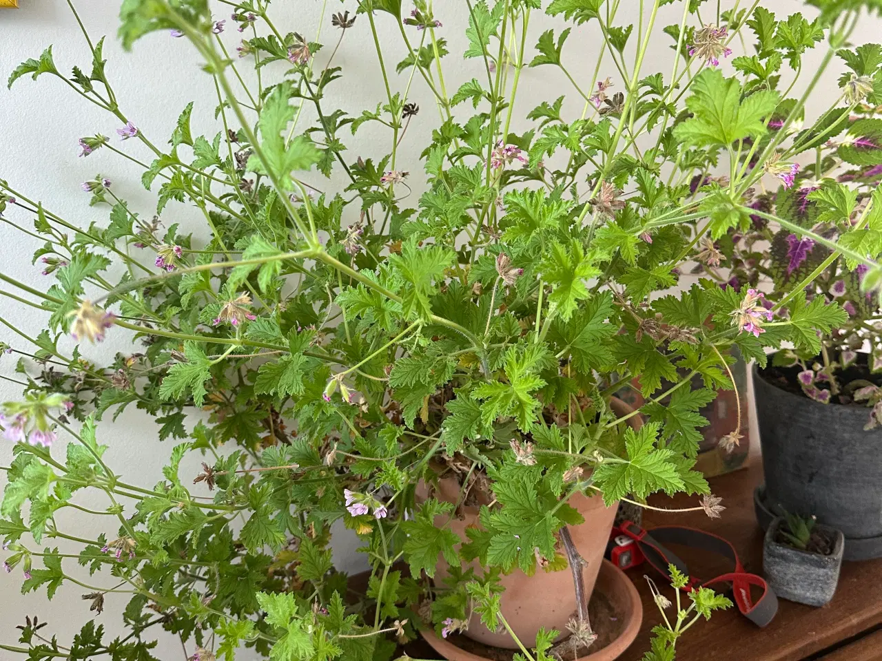 Billede 3 - Stueplanter