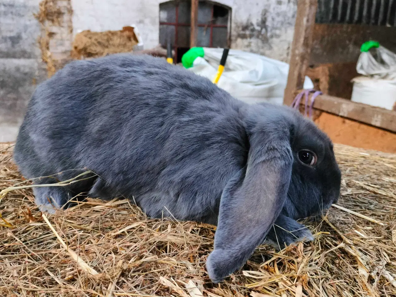 Billede 2 - Fransk vædder 