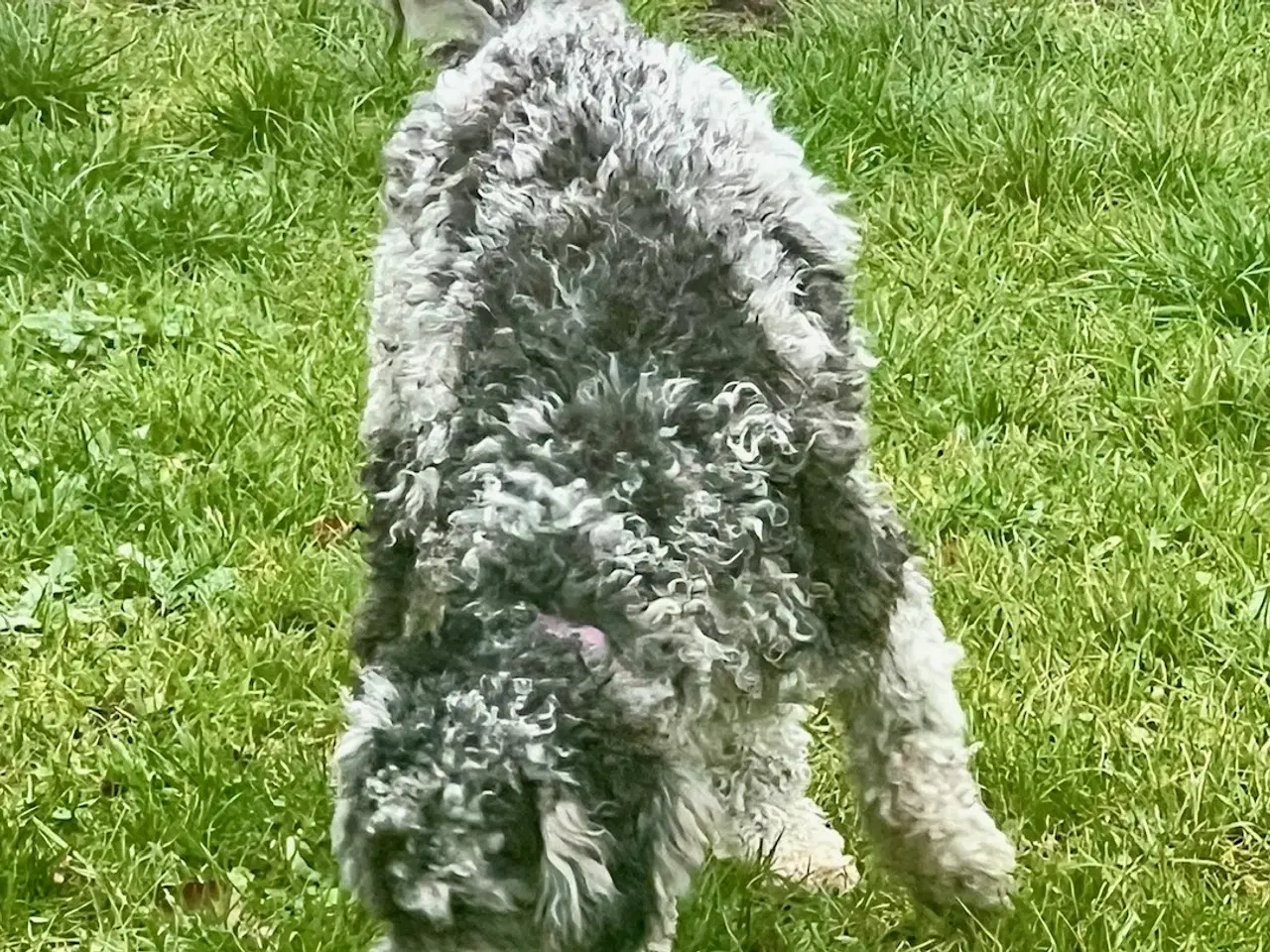 Billede 11 - Lagotto / Spansk Vandhund / Cocker