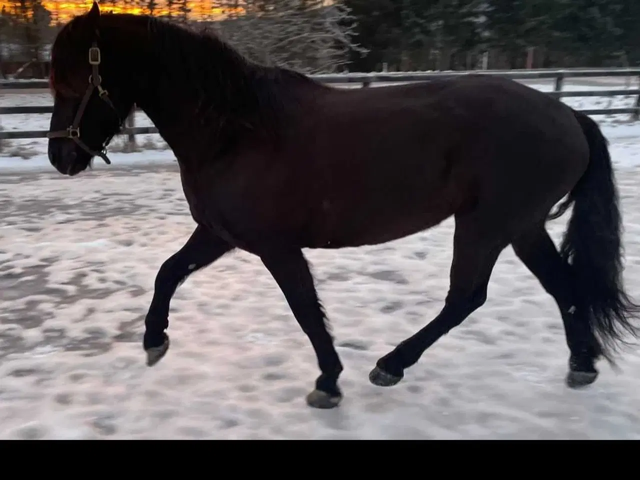Billede 5 - 2 for 1 drægtig koldblods meget kørt