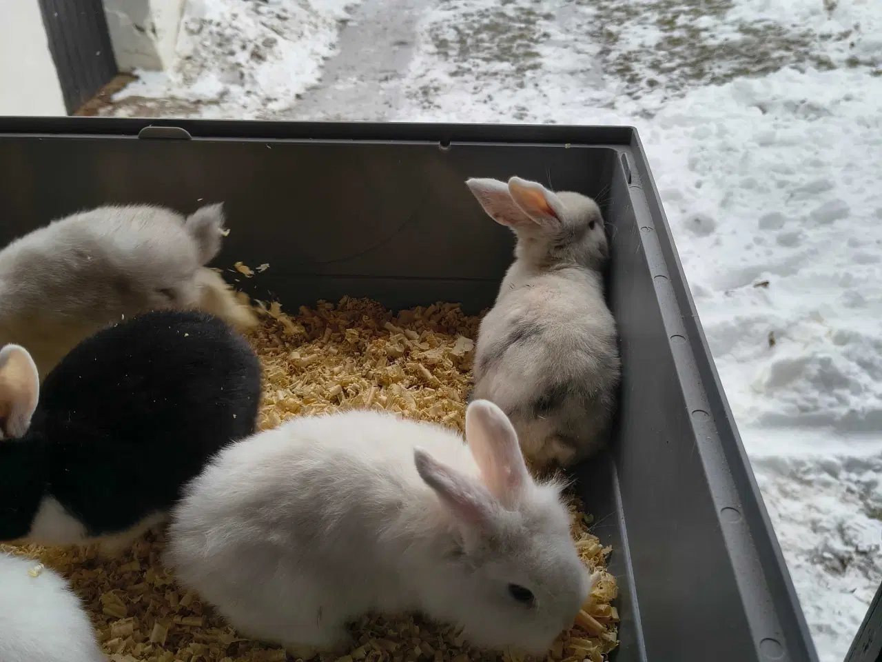 Billede 5 - Unger på 8 uger