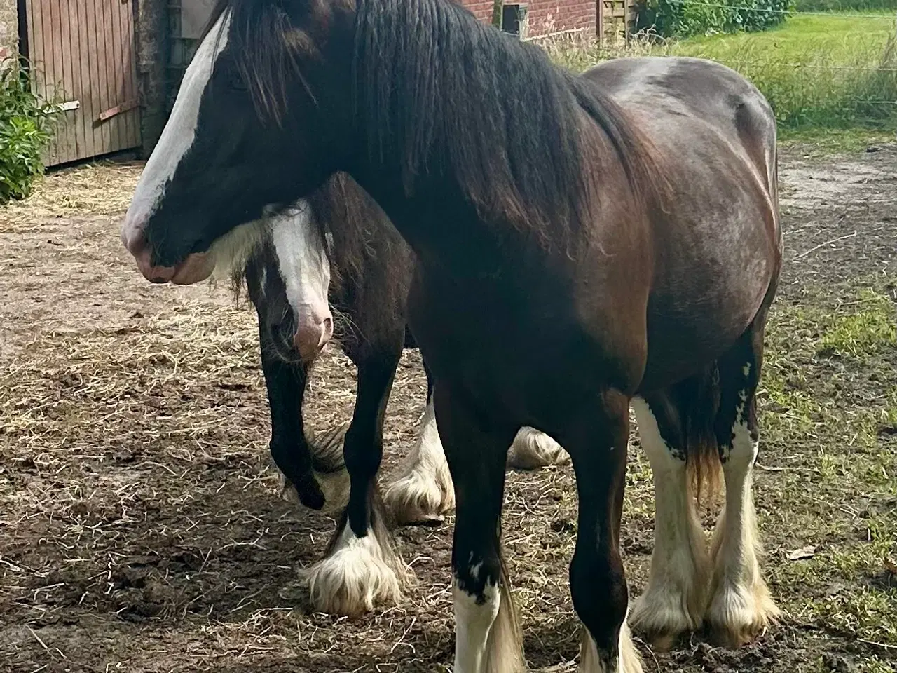 Billede 8 - Irish cob Vallak 