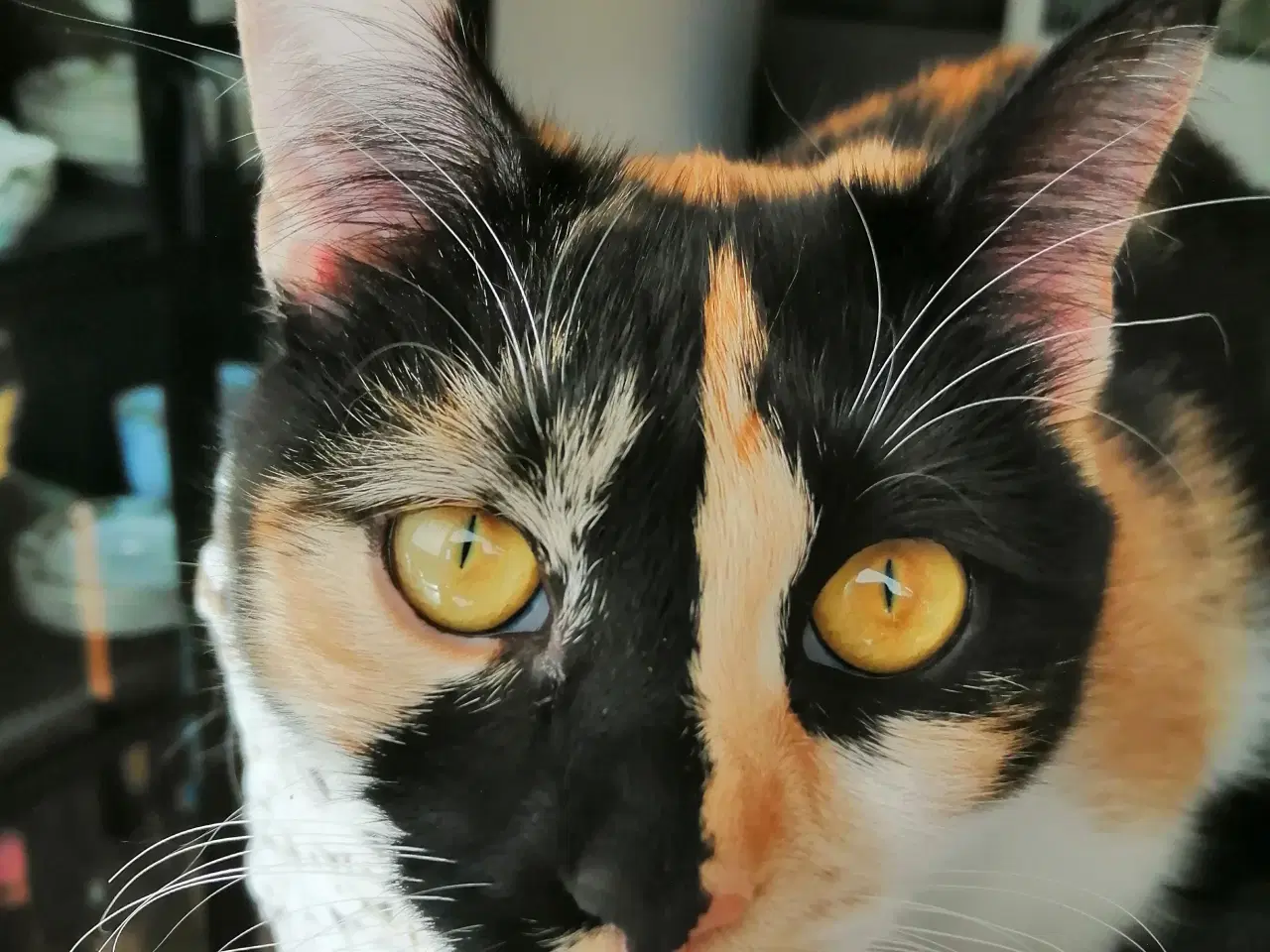 Billede 4 - Maincoon blandings kat Tricolor 