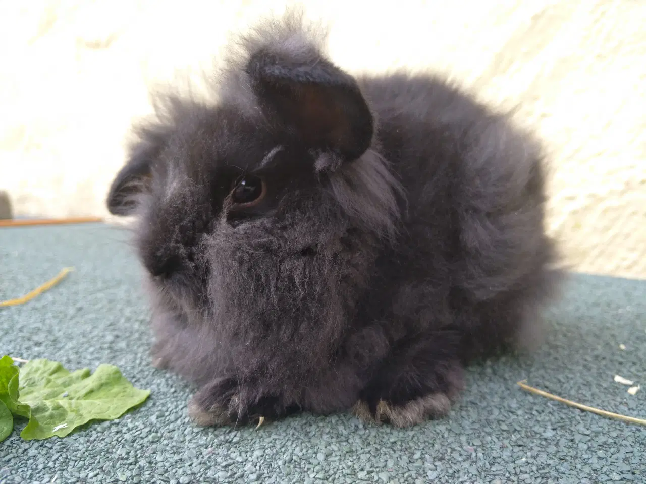 Billede 5 - Mini Lop & Mini Lop Løvehoved unger 27/09