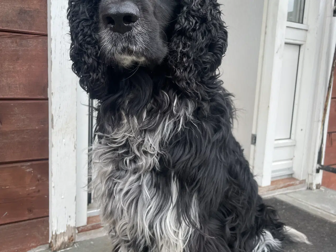 Billede 4 - Handhund til parring engelsk springer