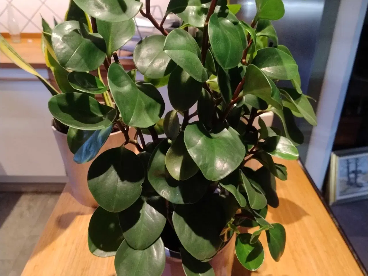 Billede 4 - Stor Peperomia 