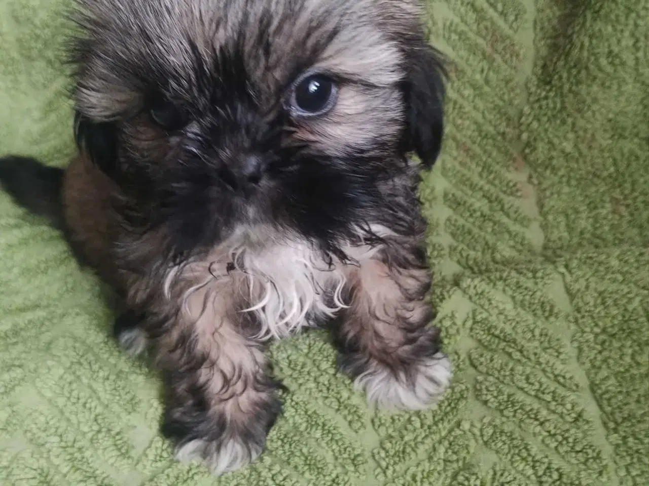 Billede 7 - Hej. Jeg har 4 smukke hund SHIH TZU