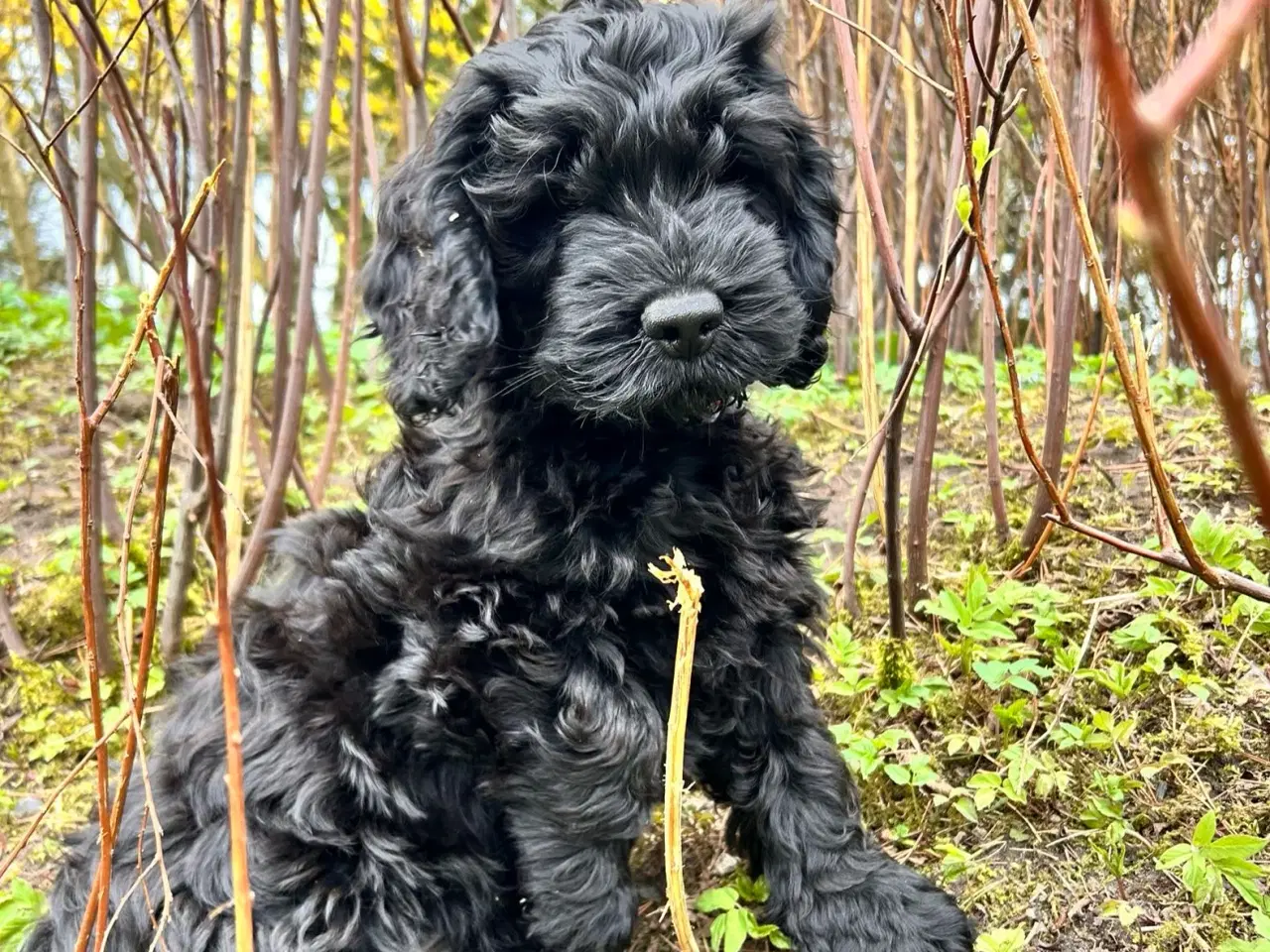 Billede 7 - Cockapoo F1, Cockerpoo, Doodle