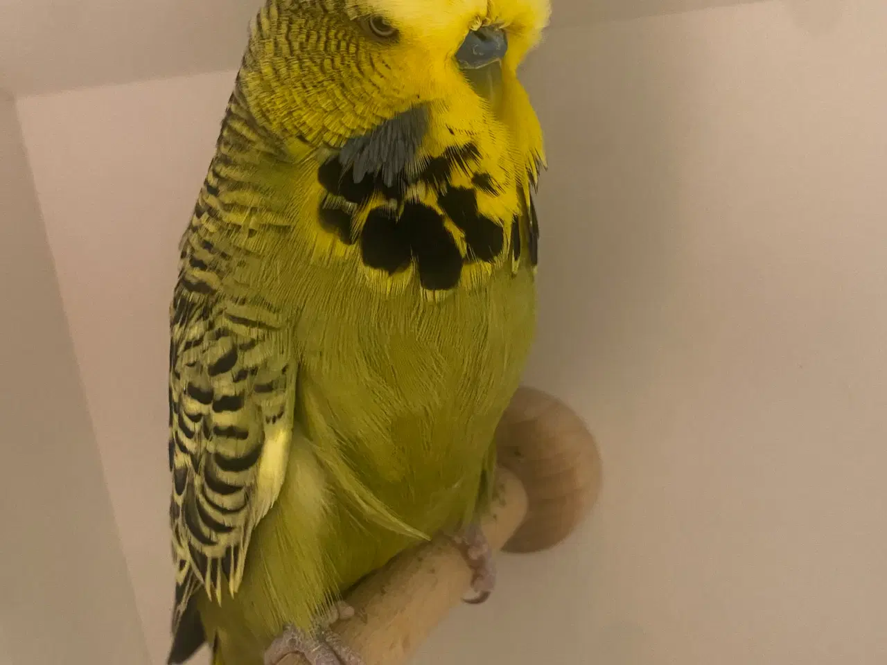 Billede 2 - Grågrøn engelsk undulat