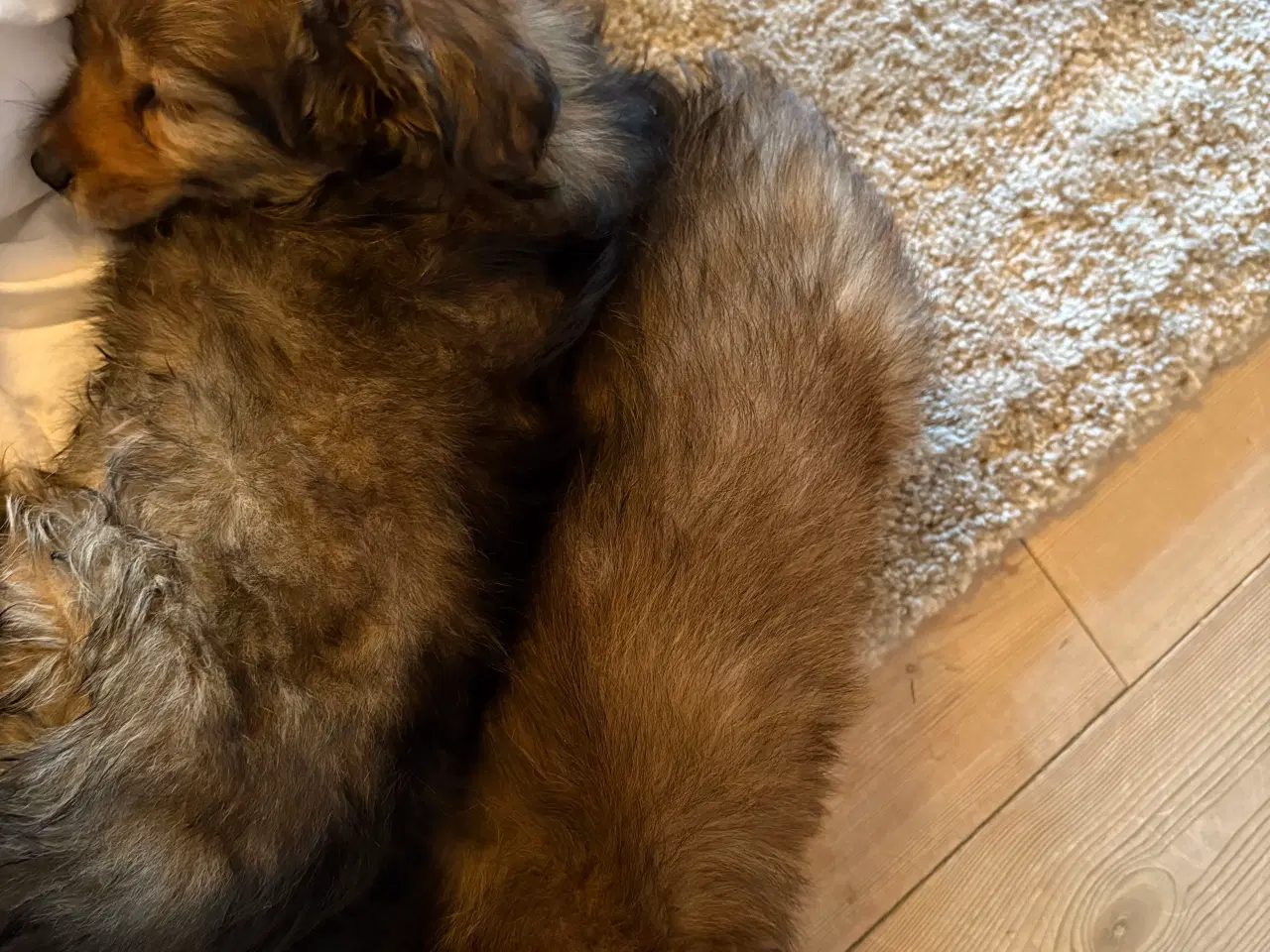 Billede 7 - Gravhund pomeranian blanding