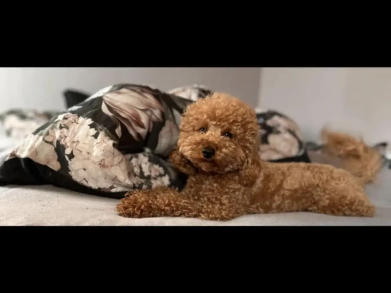 Billede 7 - Mini maltipoo hvalpe 