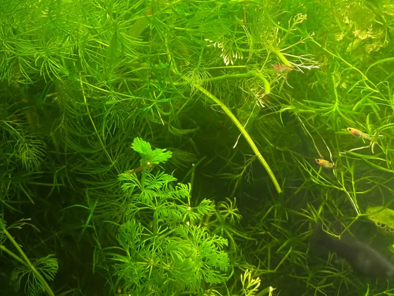 Billede 4 - Akvarie planter 1 pose fra 45 kr