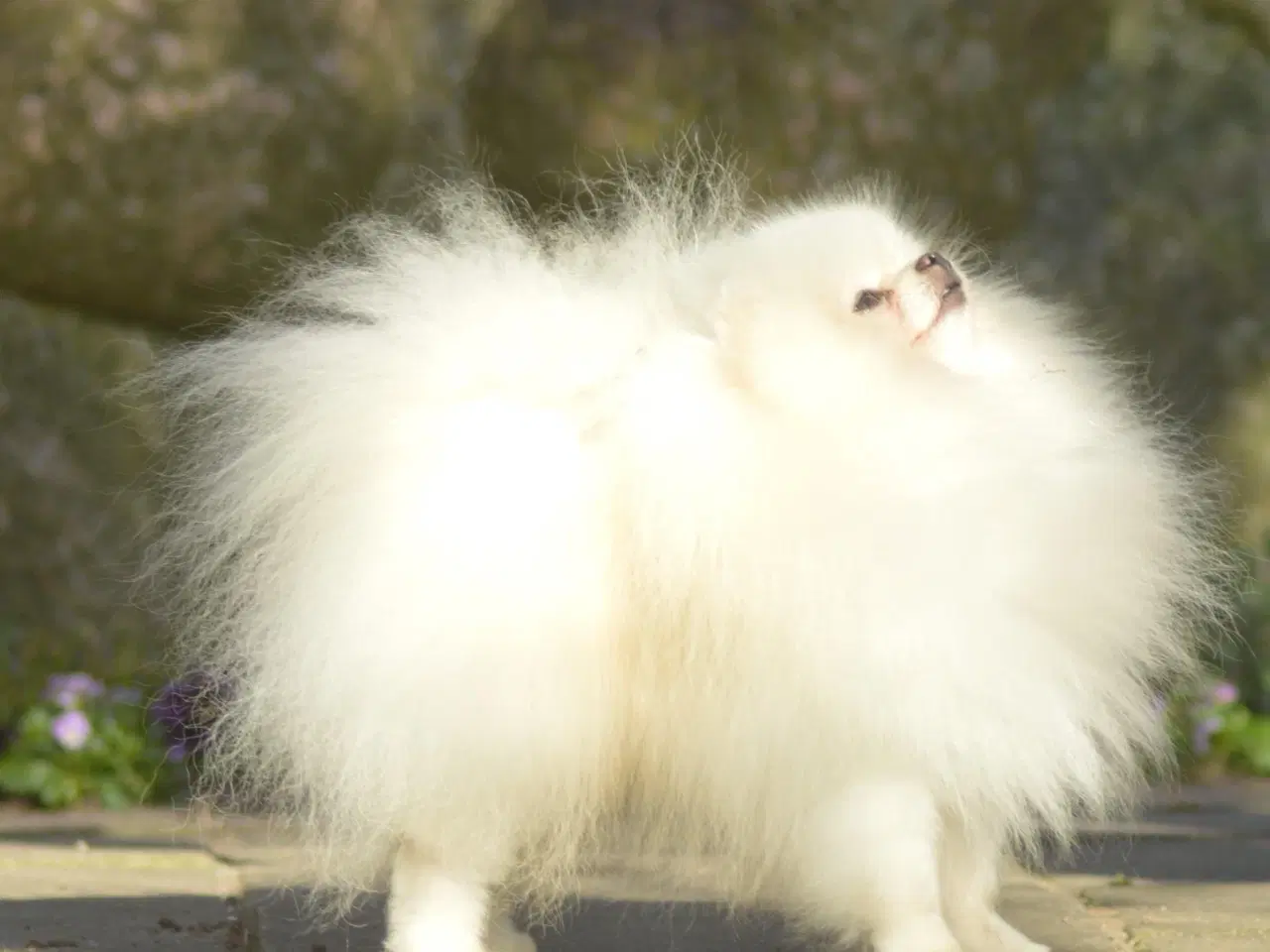 Billede 3 - Smuk Pomeranian tilbydes Avl