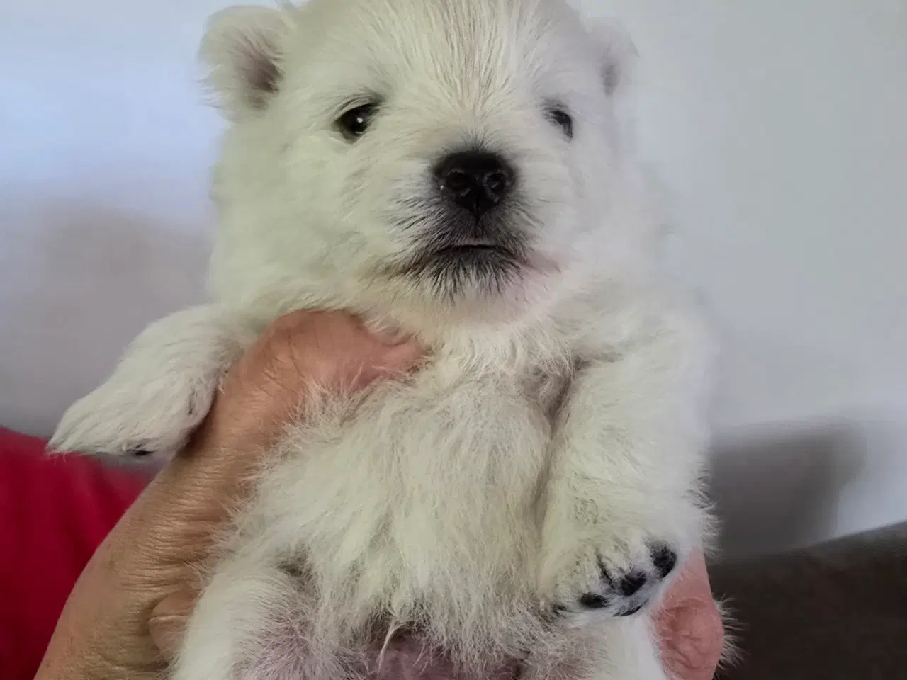 Billede 1 - Pomeranian hvalpe , 4 søde drenge. 