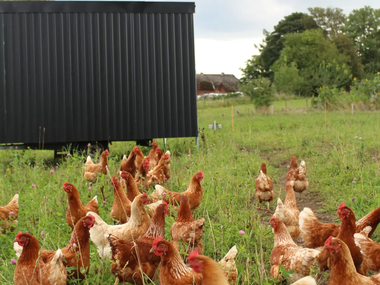 Billede 1 - Økologiske høns, Rød Amerikaner/Isa Brown