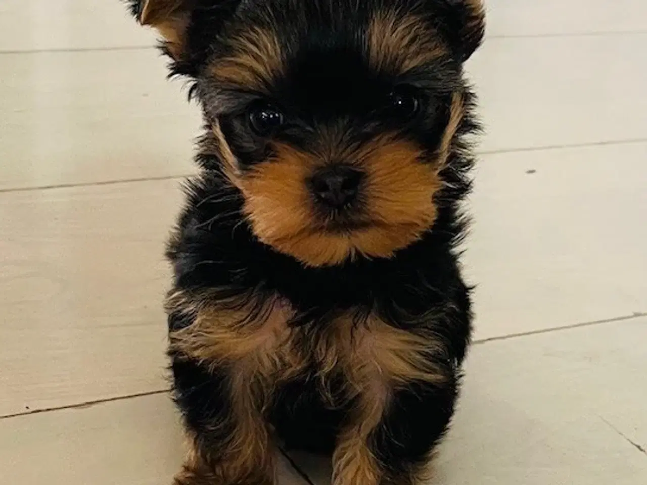 Billede 1 - Yorkshire Terrie hundehvalp