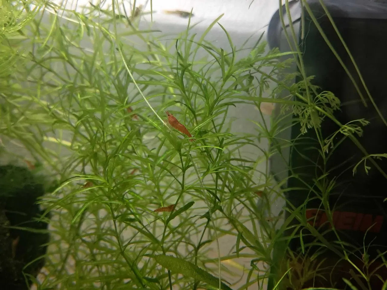 Billede 2 - Akvarie rejer søger nyt vand