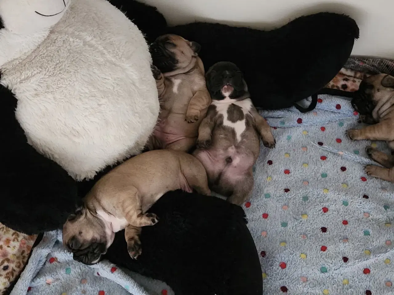 Billede 4 - Fransk Bulldog Hvalpe