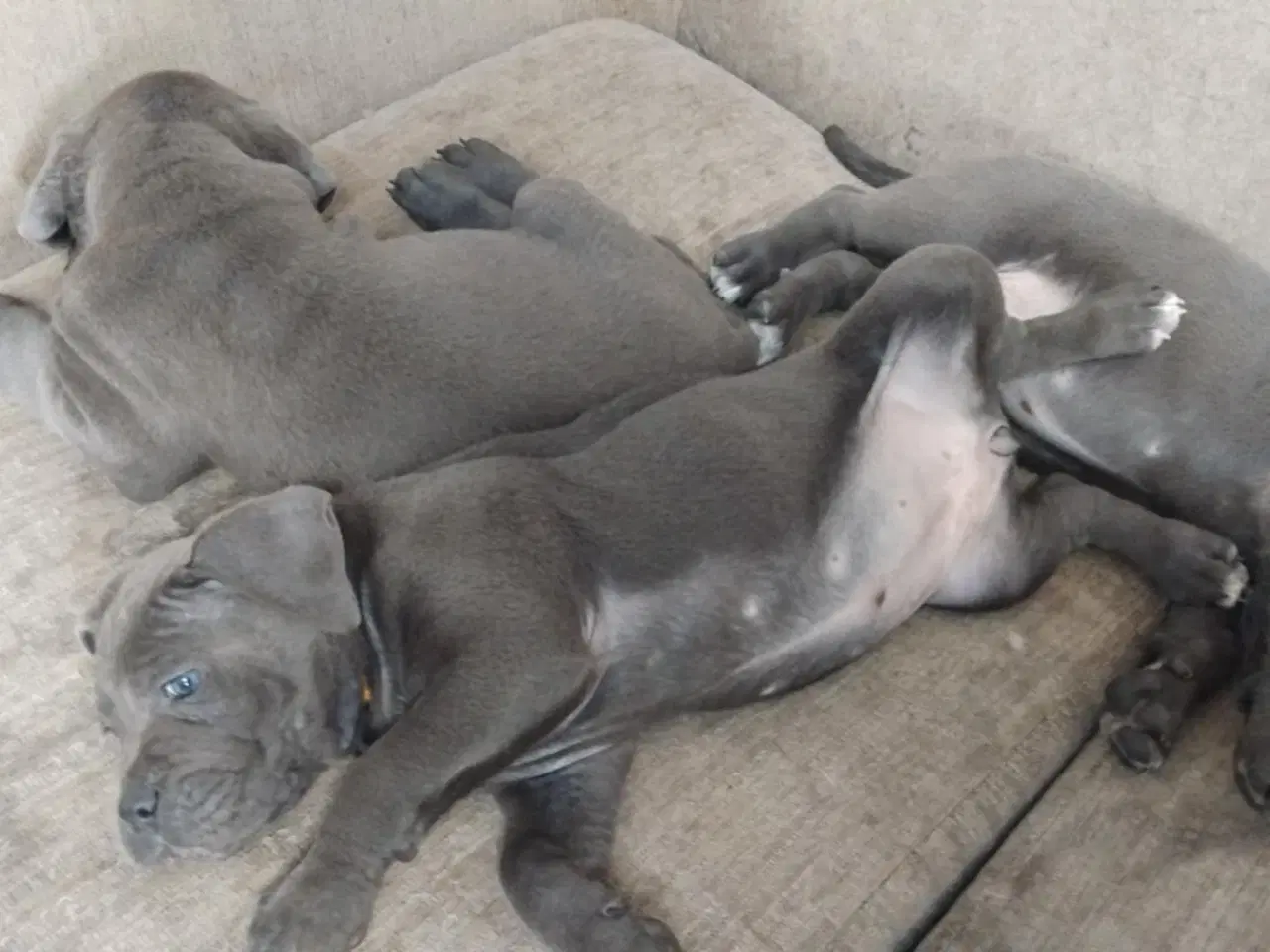 Billede 16 - Cane Corso Italiano hvalpe 