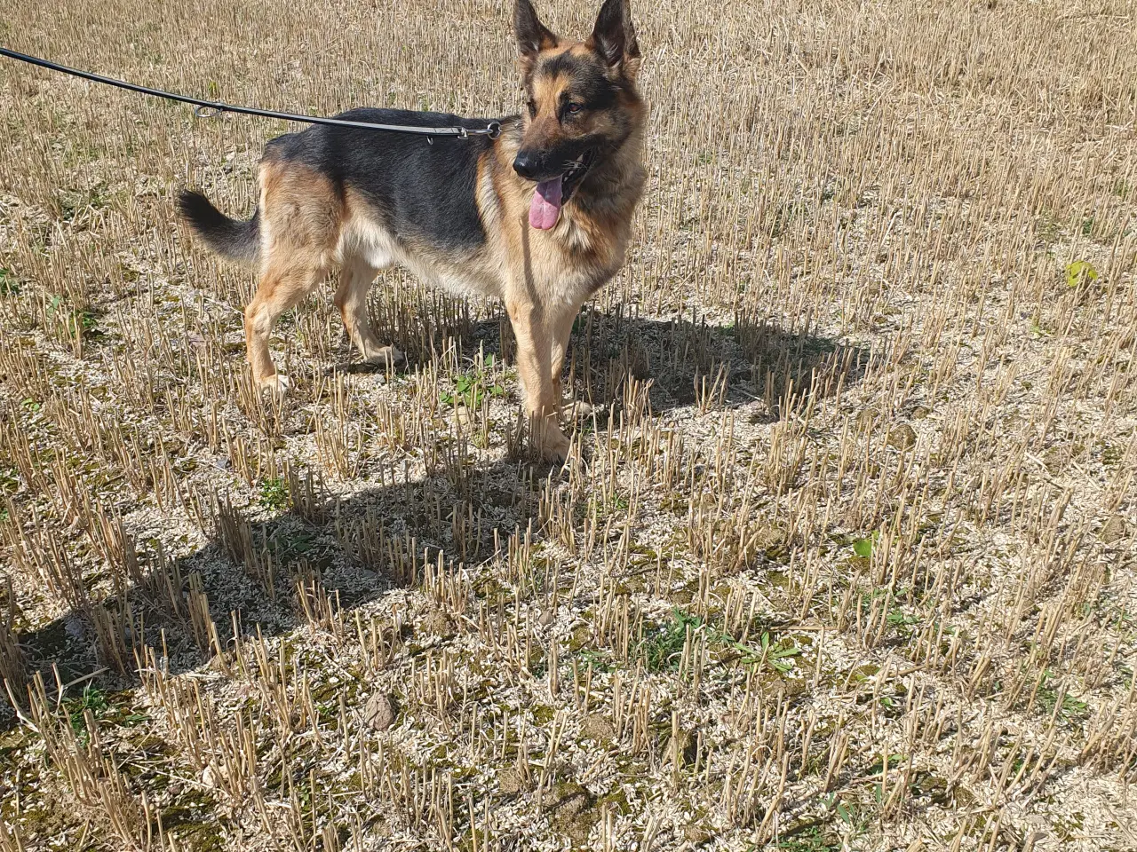 Billede 3 - Schæfer Malinois hvalpe søger deres forever 