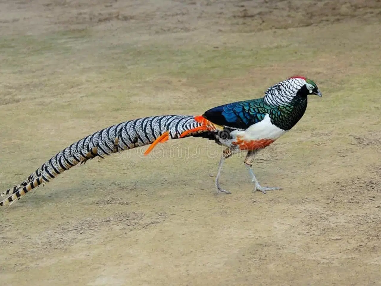 Billede 2 - Amhertsfasan par sælges