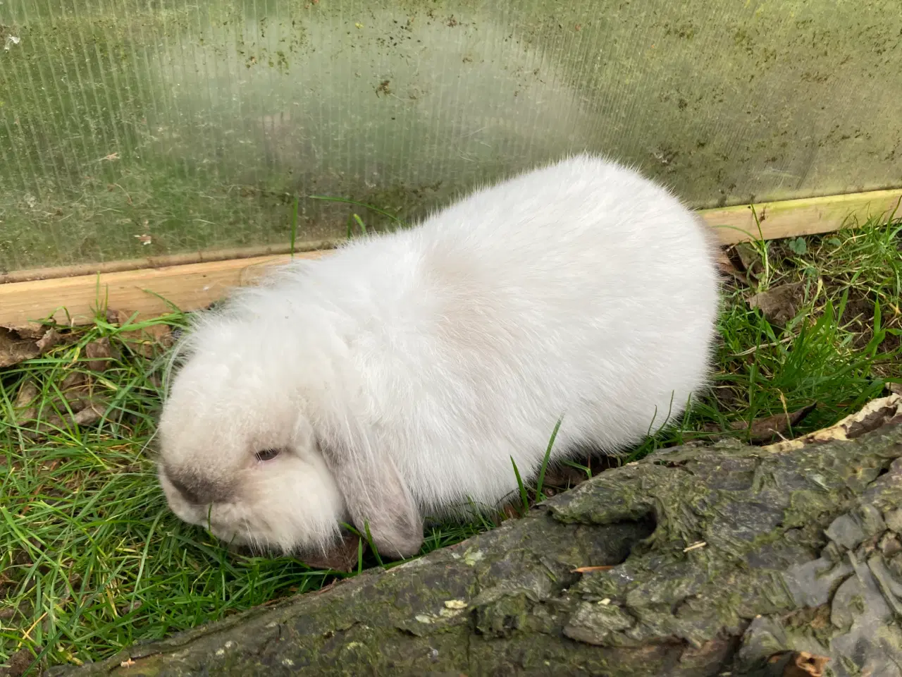 Billede 2 - Olliver søger et kærligt hjem