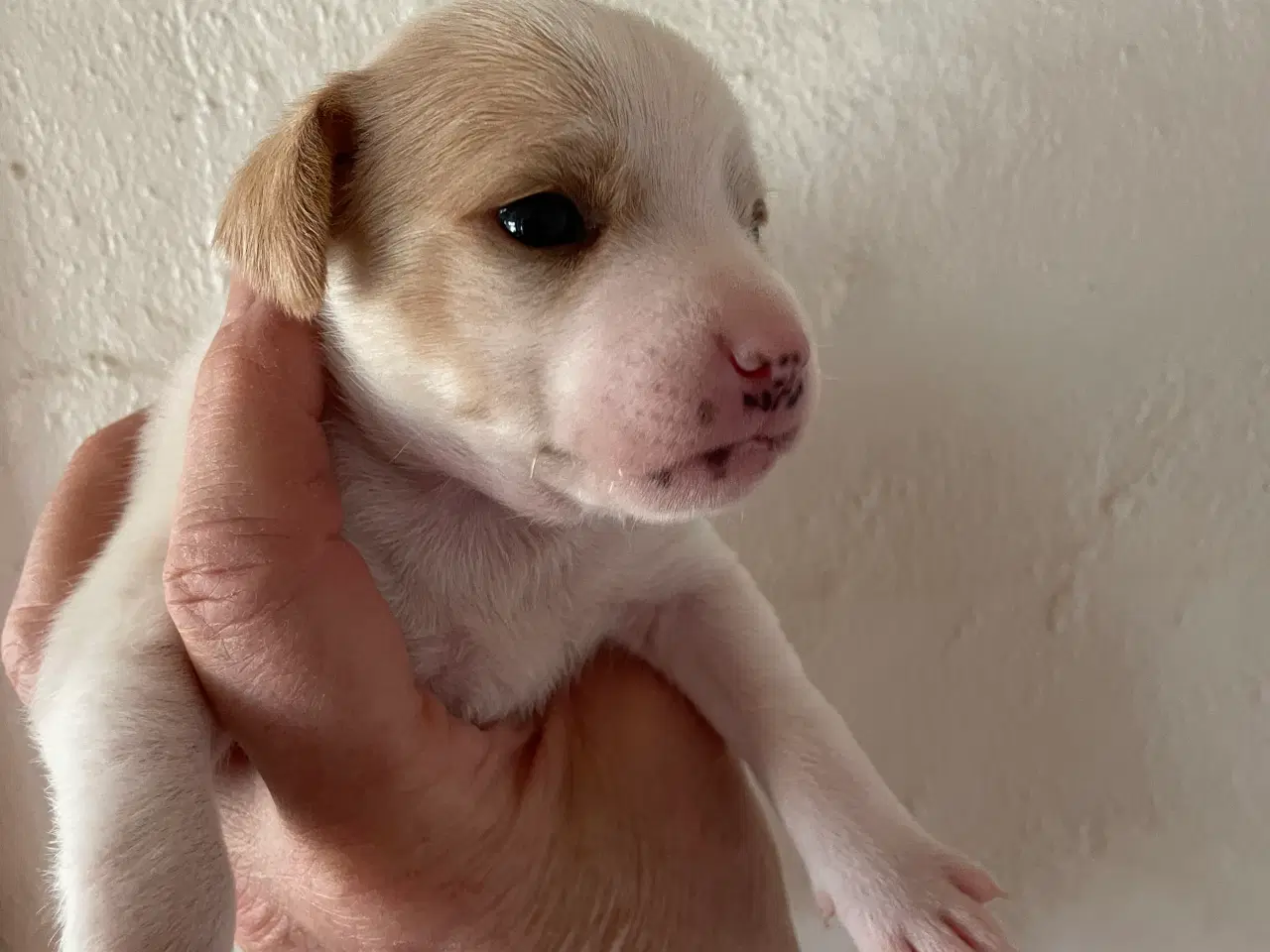 Billede 2 - Dansk Svensk gårdhunde hvalpe