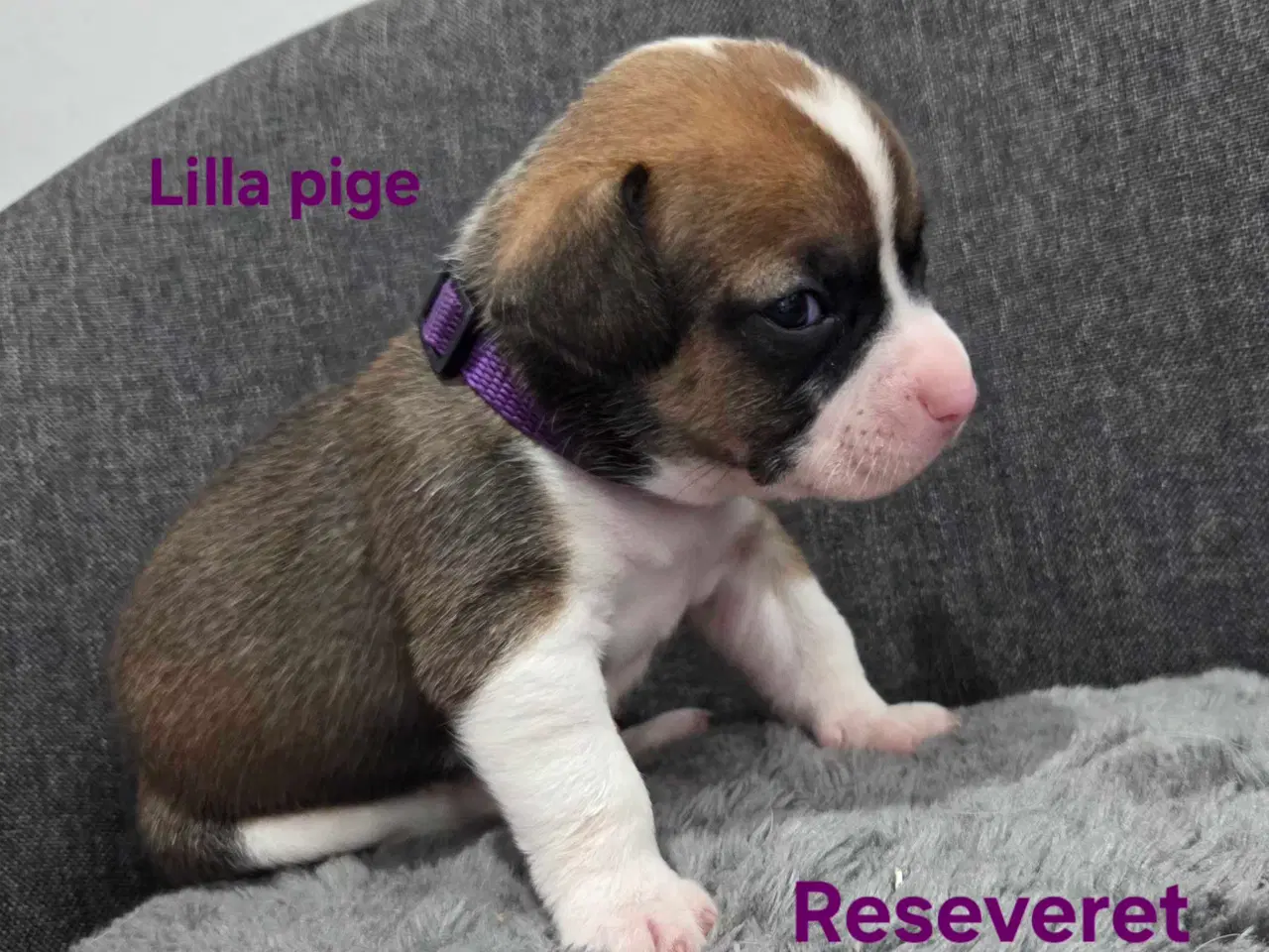 Billede 6 - Bullhuahua hvalpe 