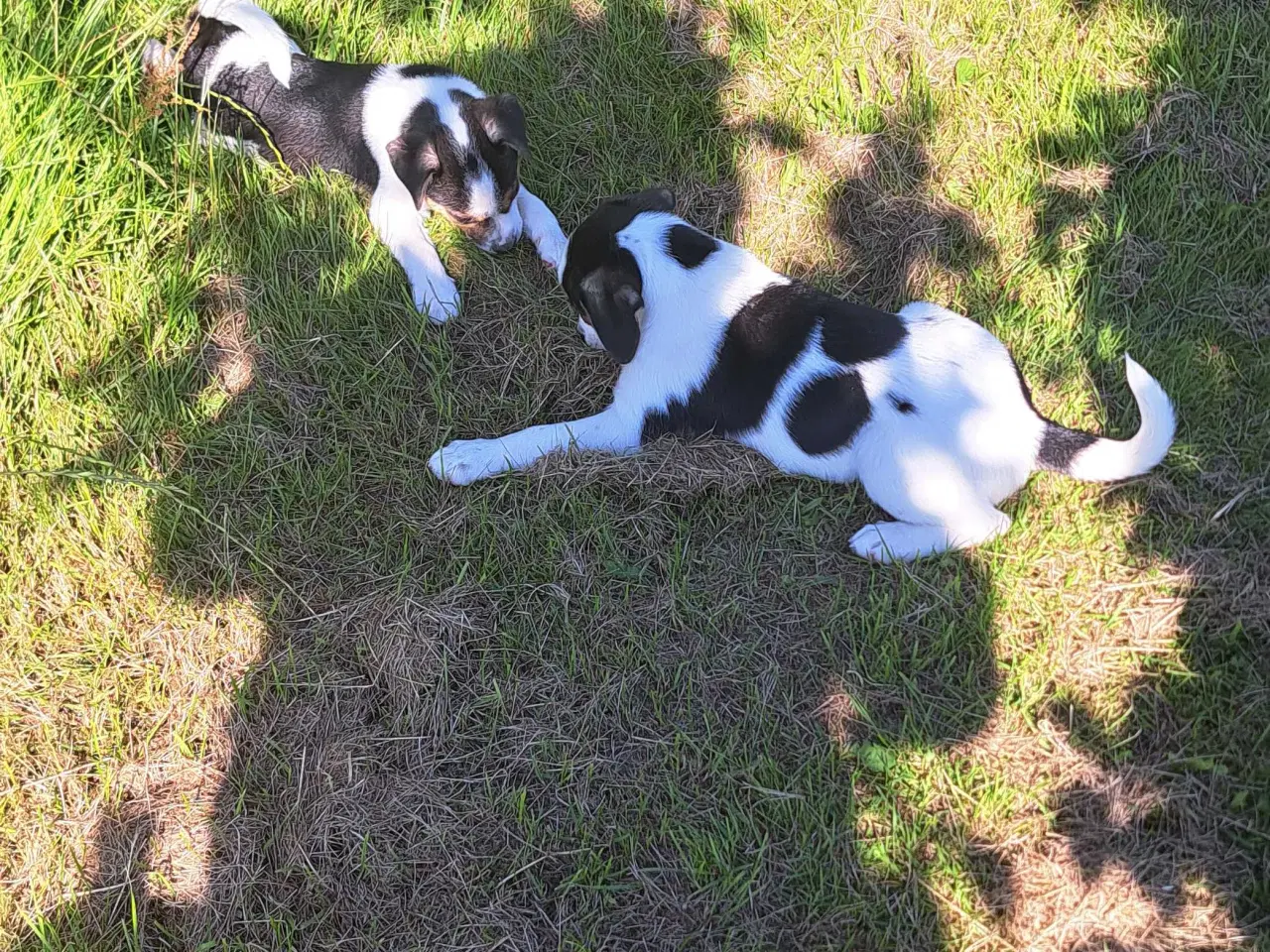 Billede 3 - Dansk/ Svensk gårdhundehvalpe