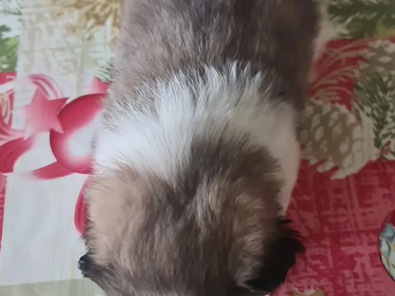 Billede 3 - 2 lækkere drenge