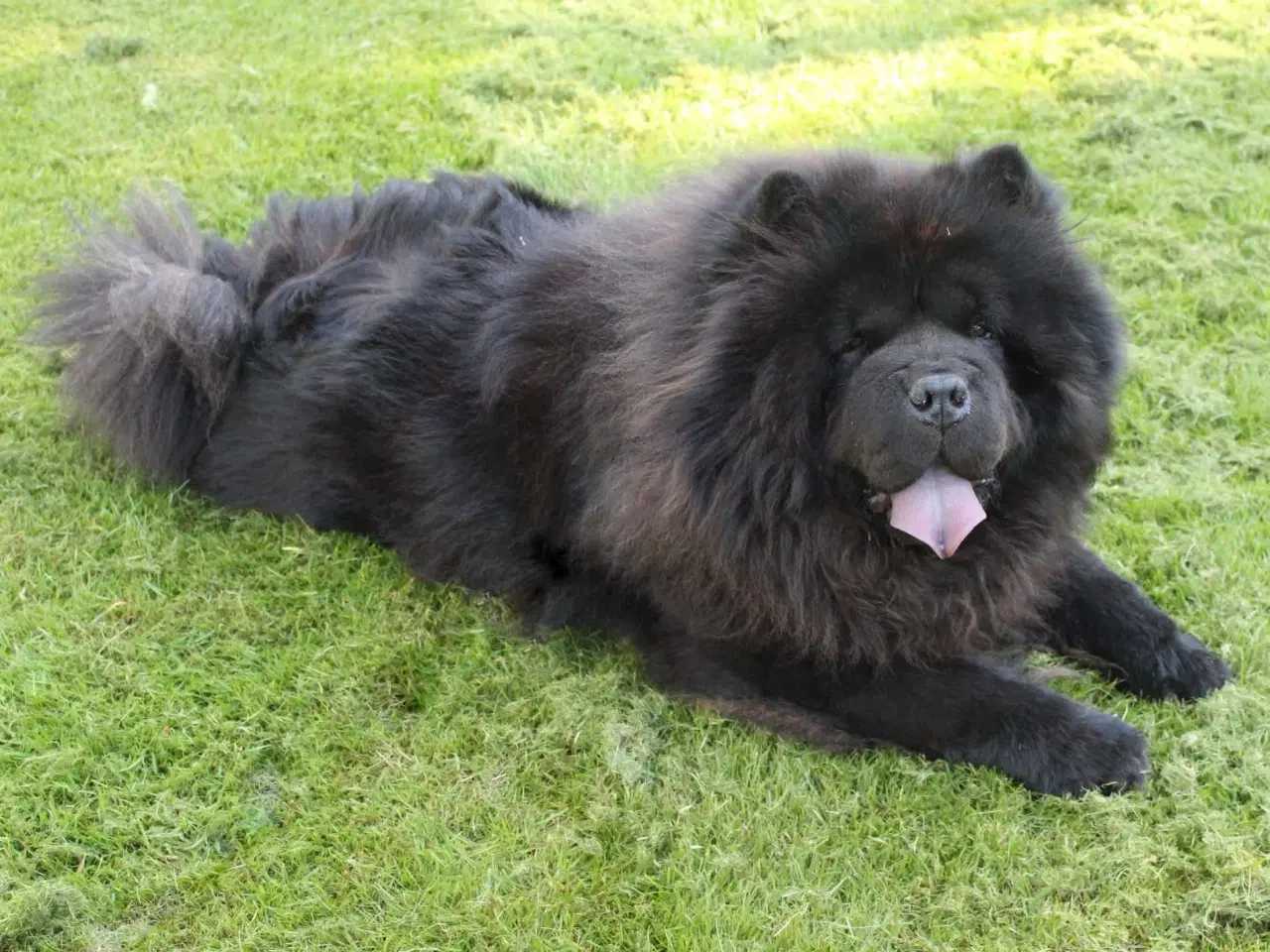 Billede 16 - Chow chow