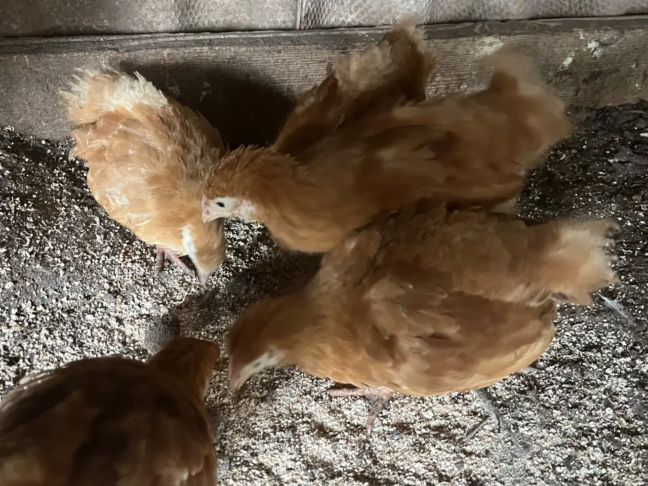 Billede 3 - New Hampshire kyllinger varme fri 8 ure gammel