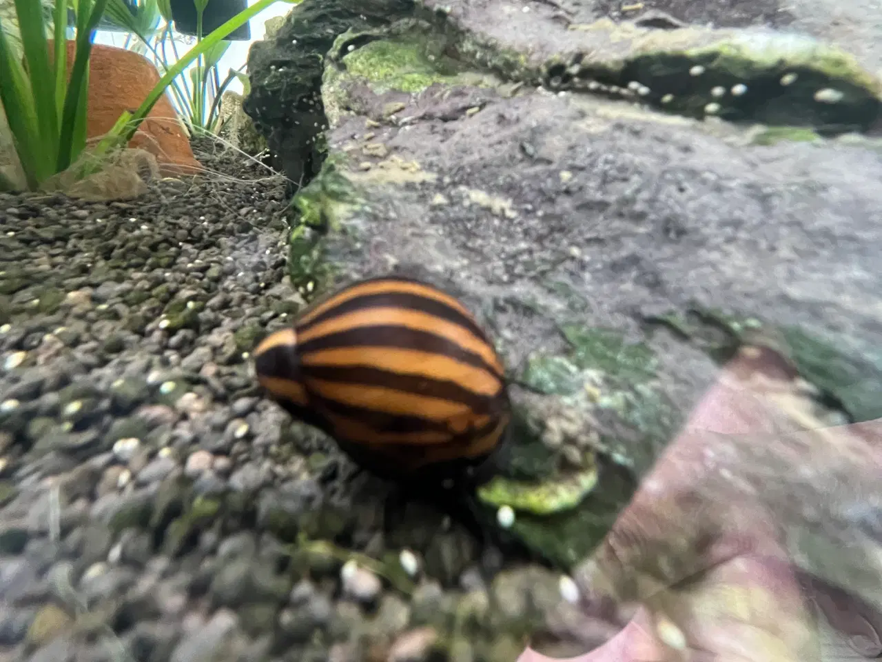 Billede 5 - Akvarie 54L