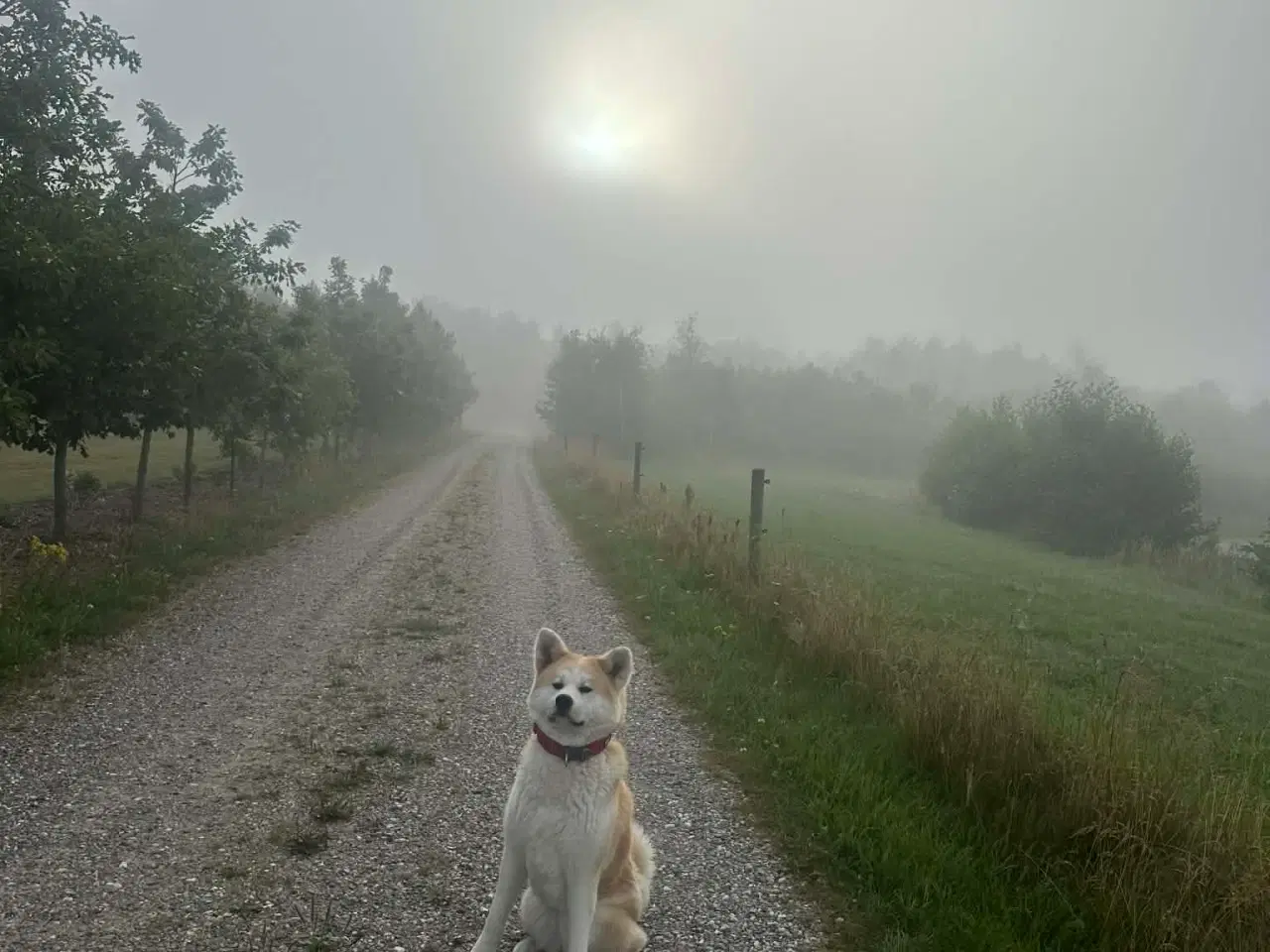 Billede 5 - Japansk Akita hvalpe