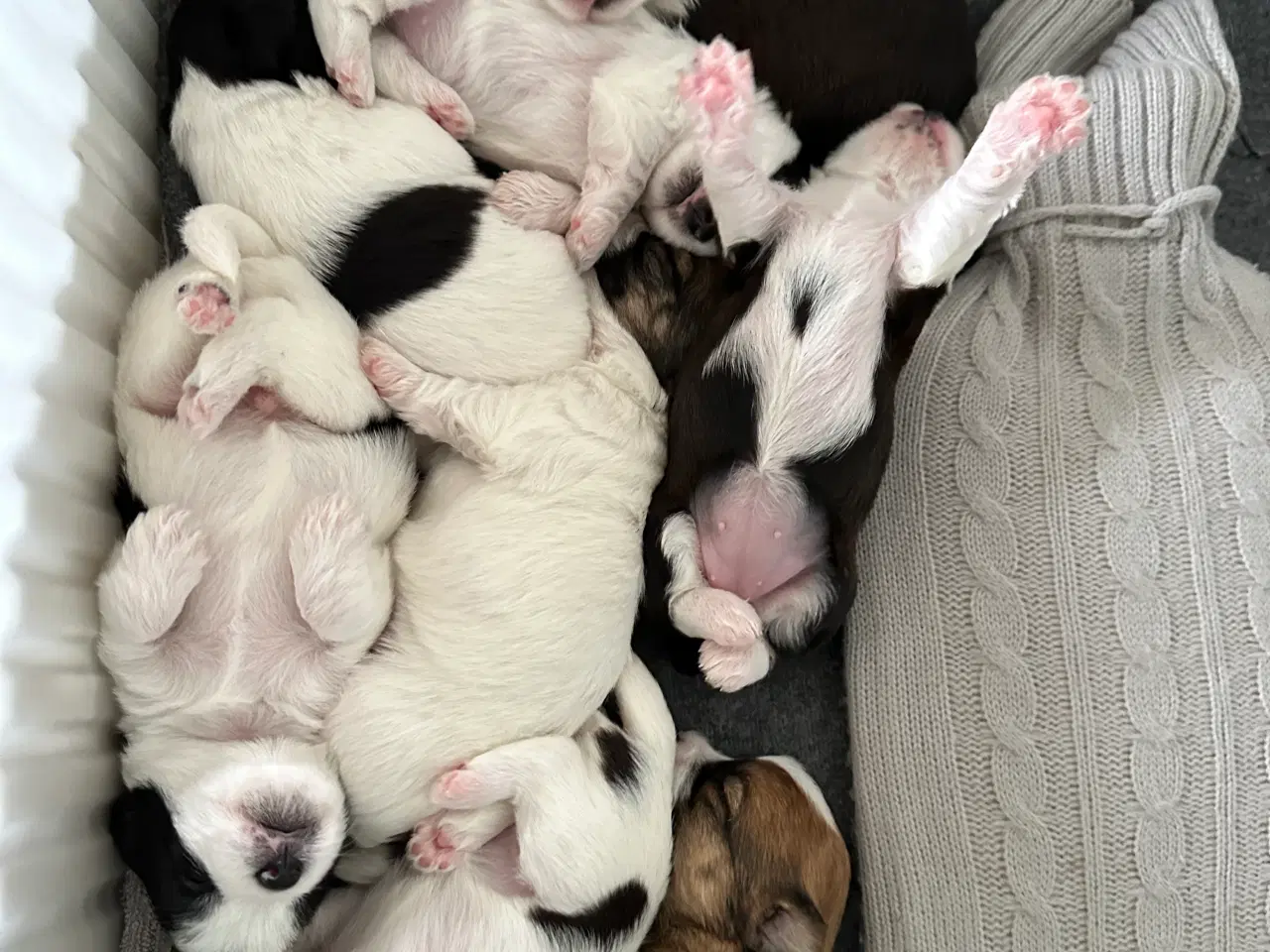 Billede 14 - Bichon Havanais-Jack Russel hvalpe