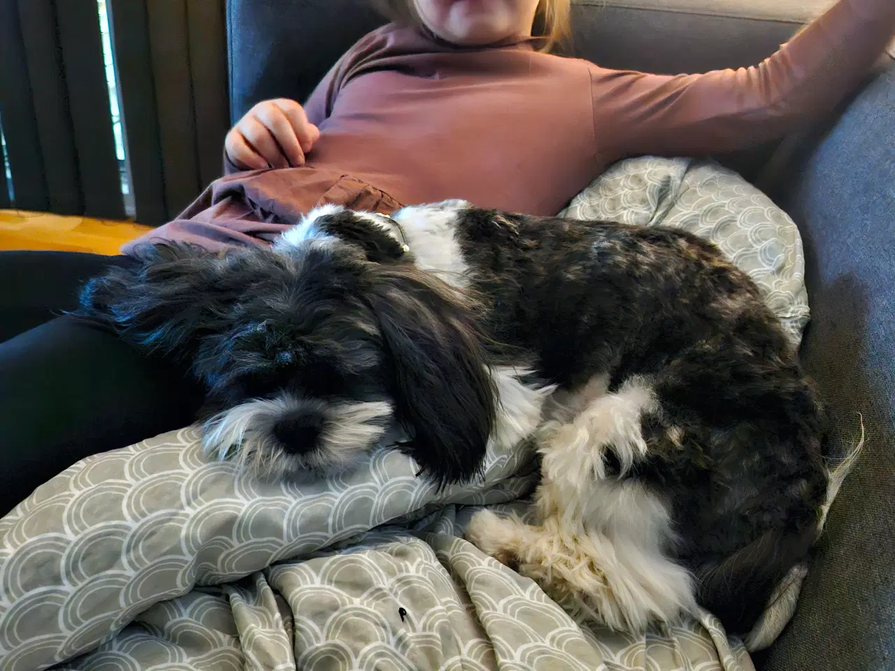 Billede 6 - Lhaso Apso tilbyder parring