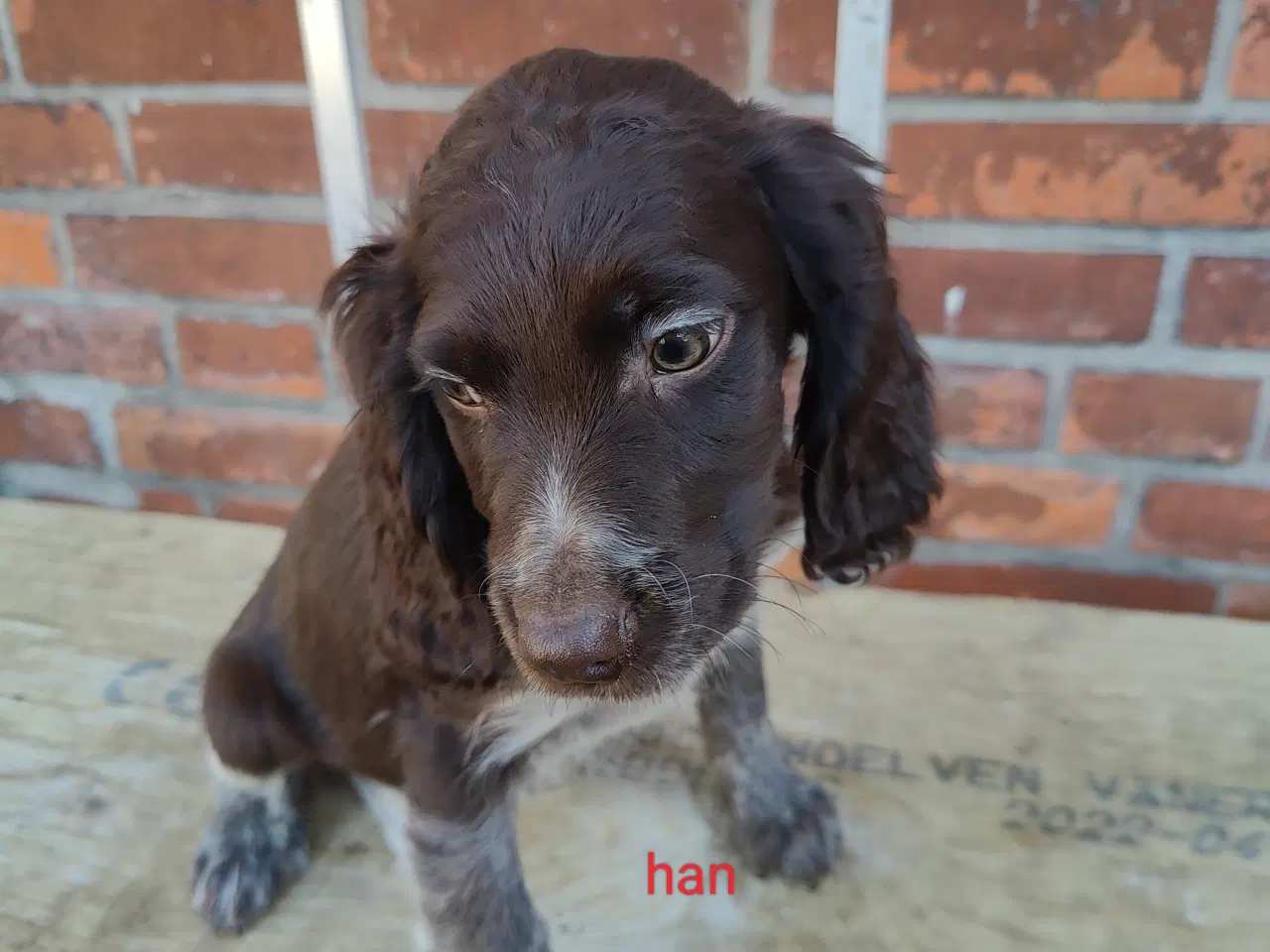 Billede 6 - Familiehunde/Jagthunde kleiner Münstländer 