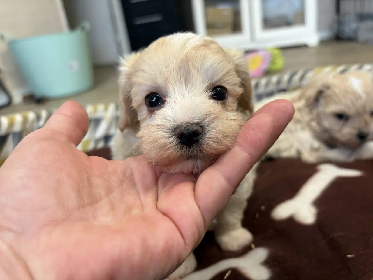 Billede 5 - Mini Maltipoo babyer 