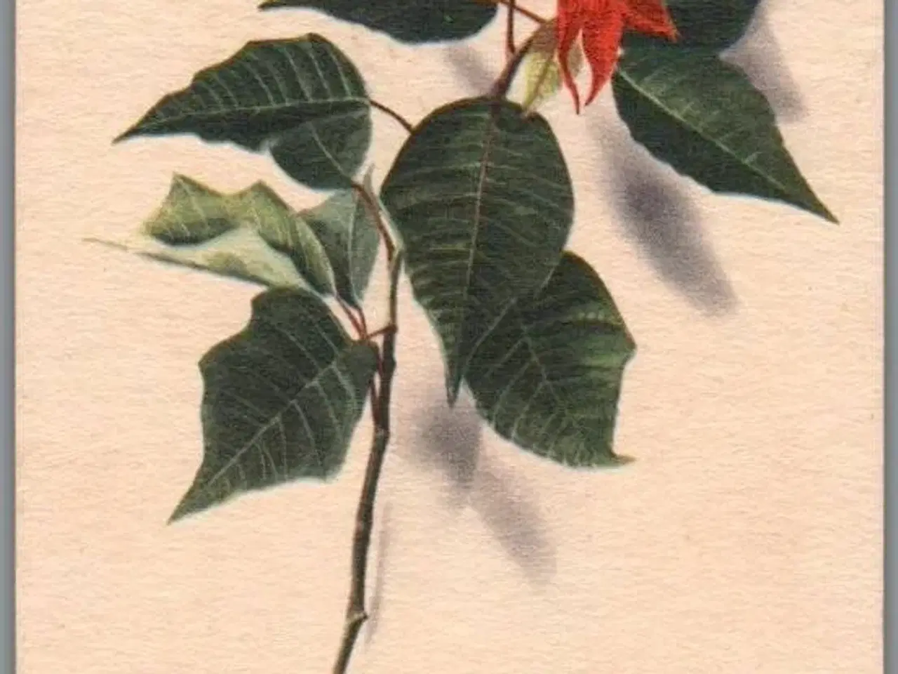 Billede 1 - Illa - Stender Eneret -  Serie 695 - Postkort - Brugt