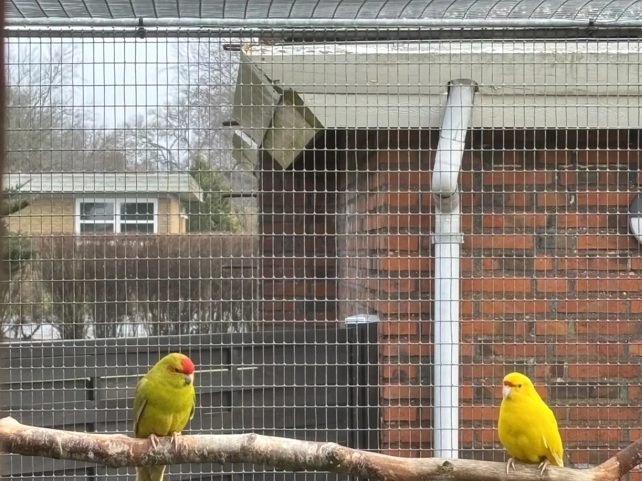 Billede 2 - Fugle sælges