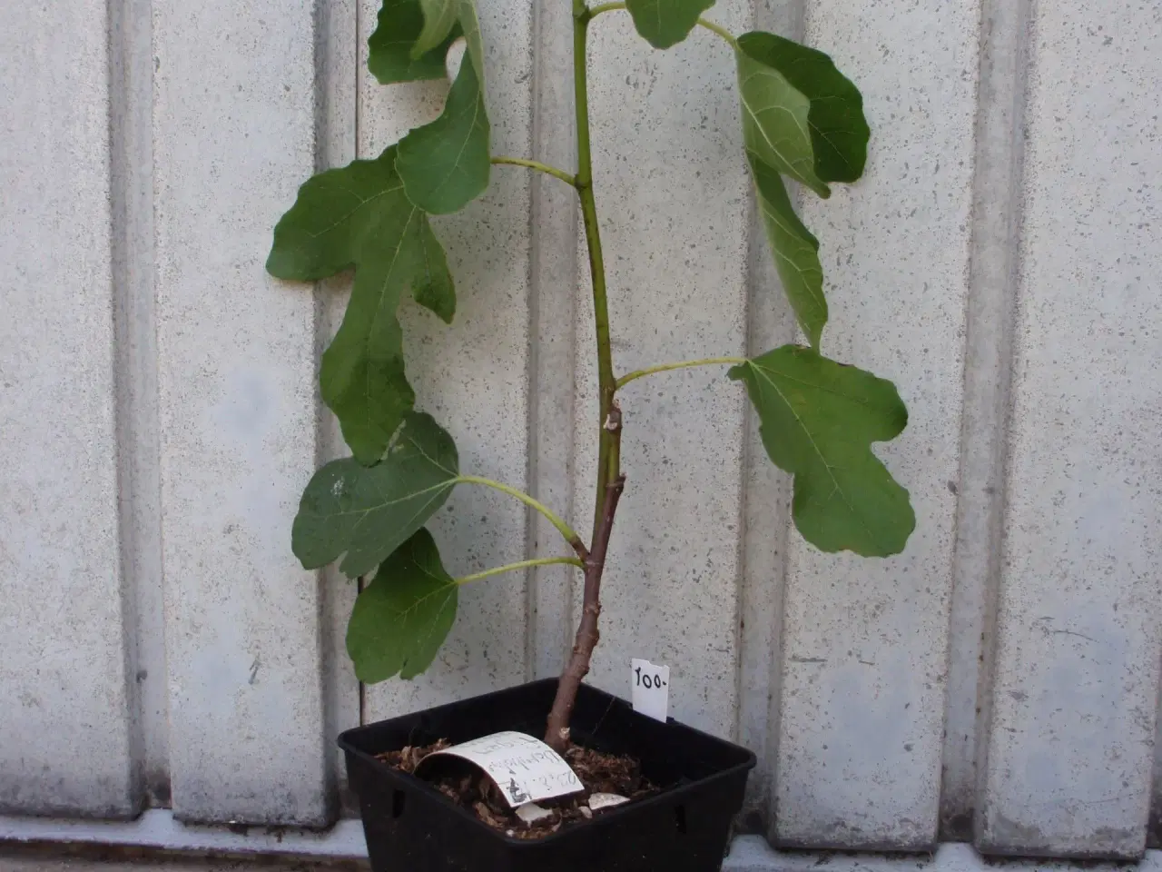 Billede 1 - Figenplante. 