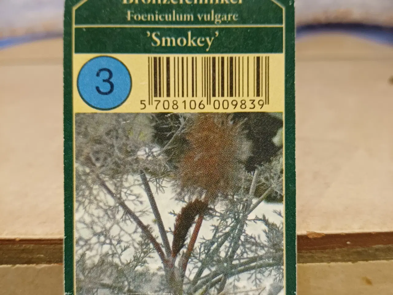 Billede 3 - Bronzefennikel "Smokey" krydderurt