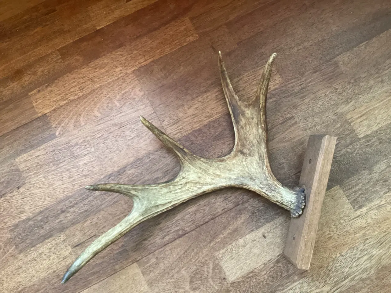 Billede 1 - Kronhjort gevir