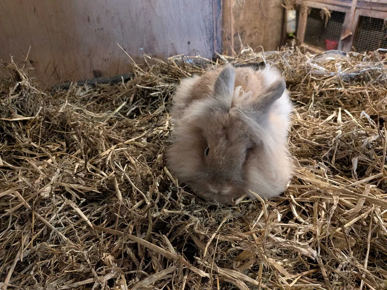 Billede 6 - To løvehoved han kaniner